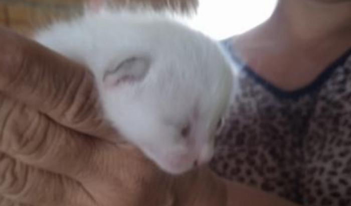 Comprar ração para 8 gatos. 