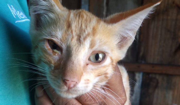 Ajuda para os gatinhos do seu Mário