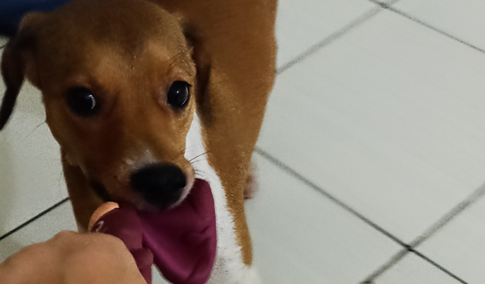 Só um remédio pode salvar minha cachorra