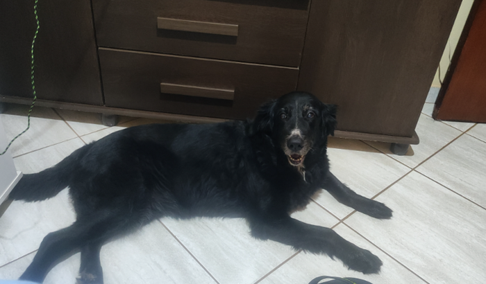 Quimioterapia da Pantera