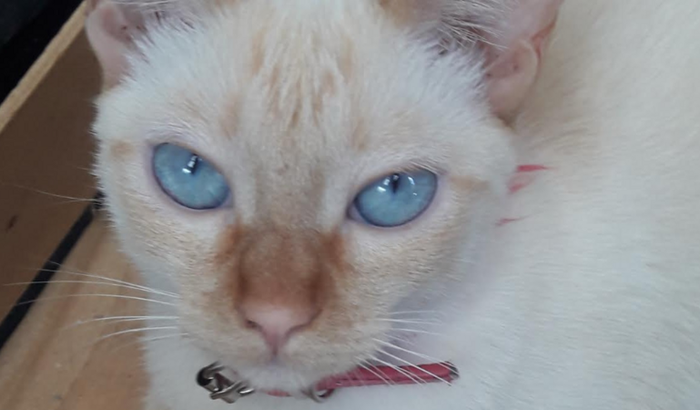 Ajuda para cirurgia da Gamora