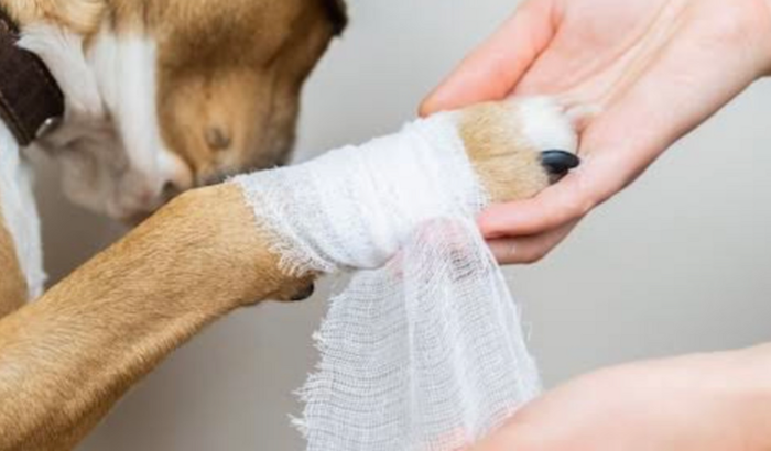 Quitação de Conta na Veterinária 