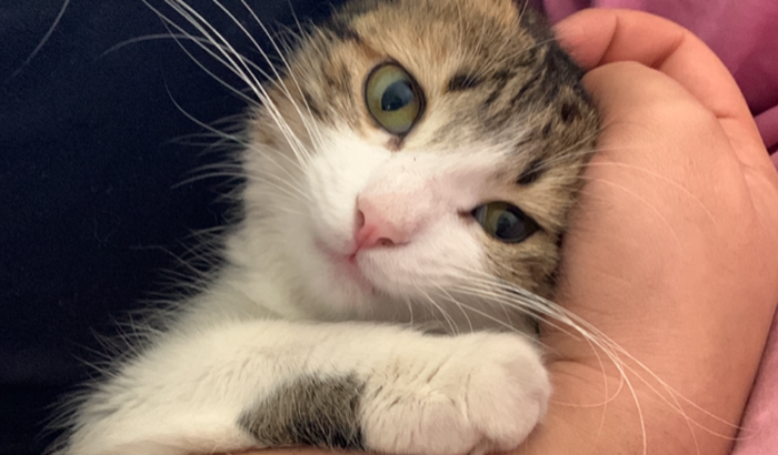 Cirurgia da minha gata, ela caiu do sexto andar