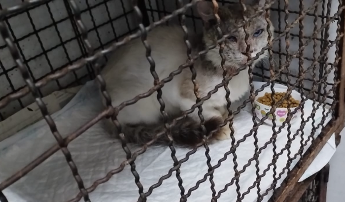 Salve a vida do Neve