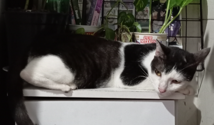 Ajuda pro tratamento do Oswaldo 💖