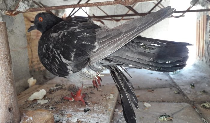 Me ajude a salvar esse pombo