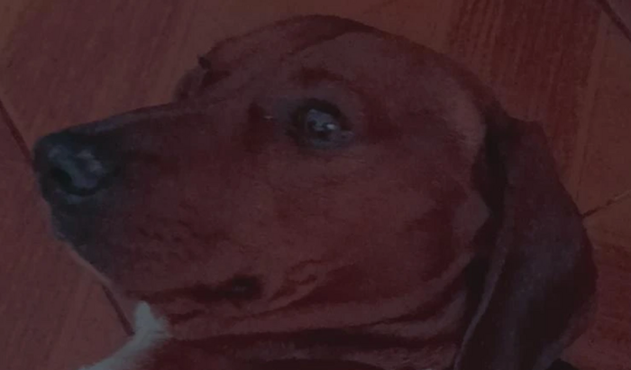 Todos pela ajuda do Scobi