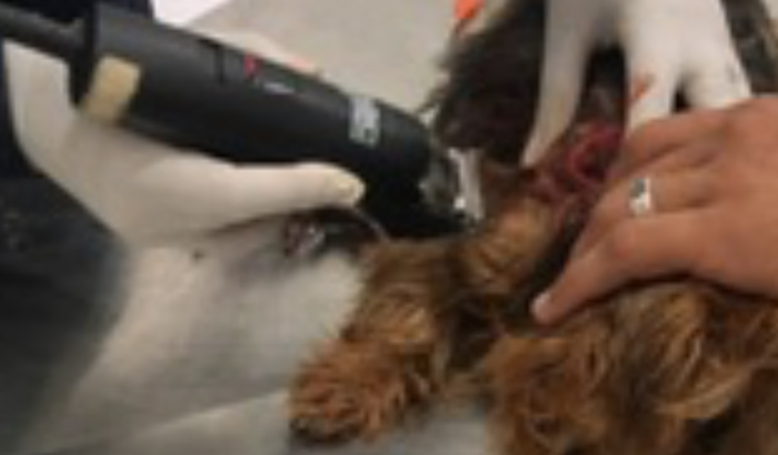 Vaquinha Para Pitoco