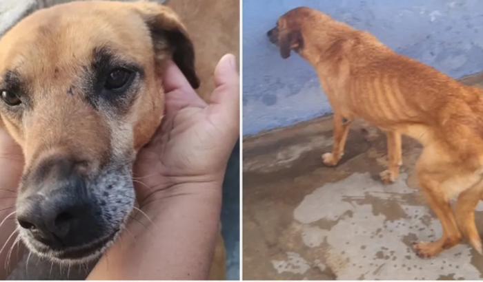 CACHORROS COMENDO PRÓPRIOS FILHOTES 