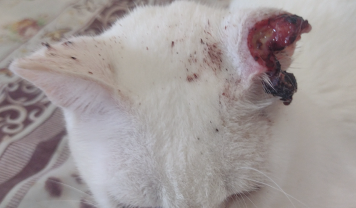 Tratamento de câncer do Mingau