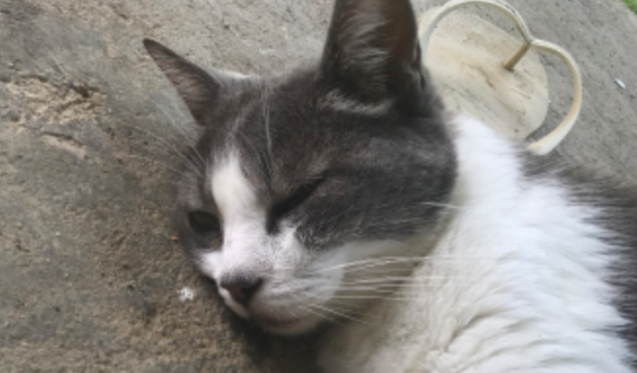 Ajuda para salva a nossa Mel 🥹