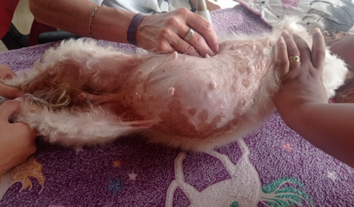 Cachorra resgatada com câncer