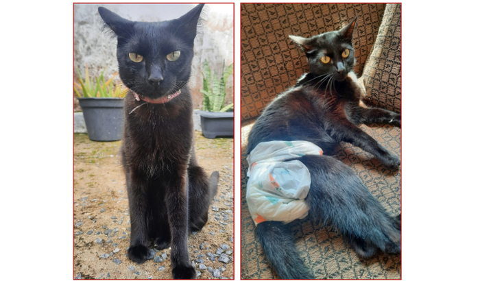 Ajude a Elizabeth (minha gatinha com FelV positivo)