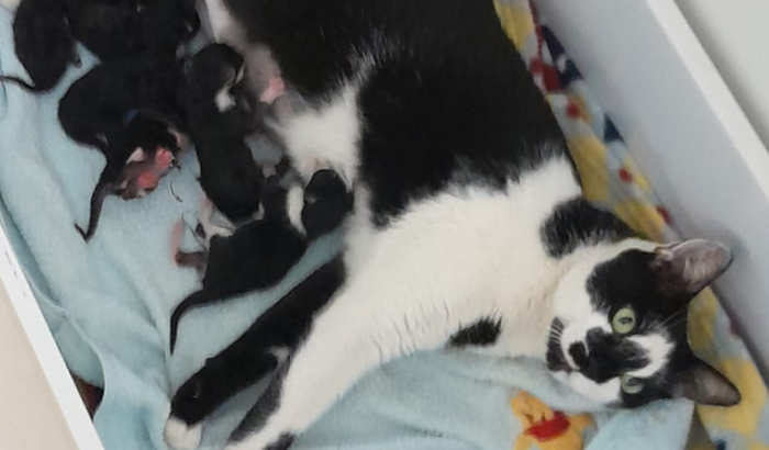 Ajuda Magali - Gata grávida