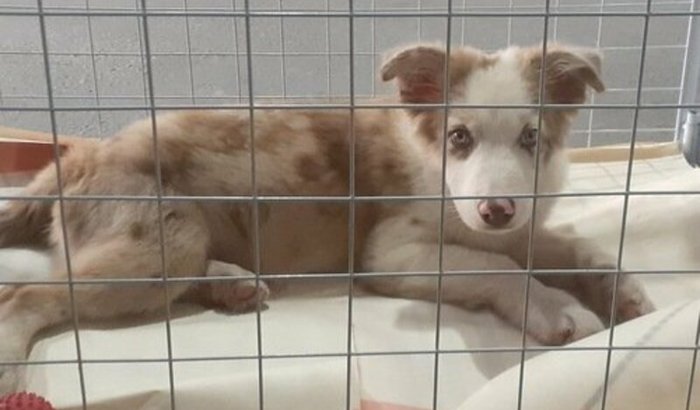 Ajuda para um cão de serviço
