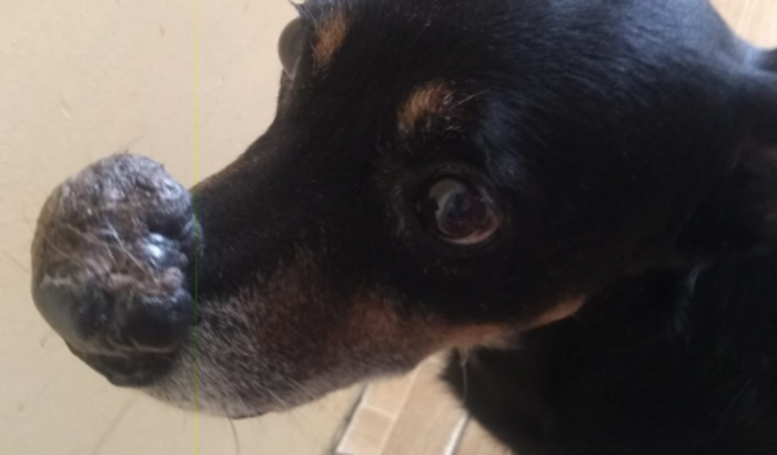 Ajuda para a cirurgia do Bóris!