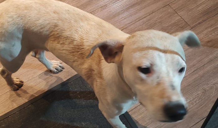 Resgate do Branco (tirar ele das ruas)