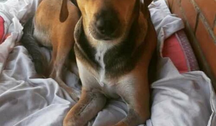 Ajuda para cirurgia da cadela Vitória