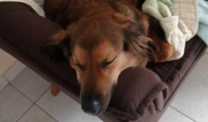 Cuidando do cachorro Kadu