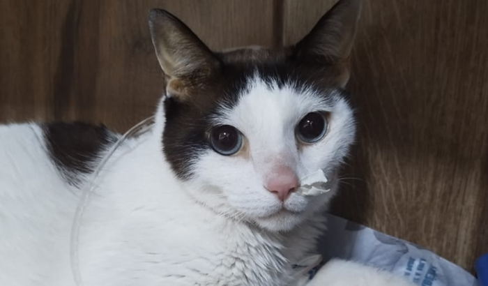 Ajudem o Segundo, por favor...