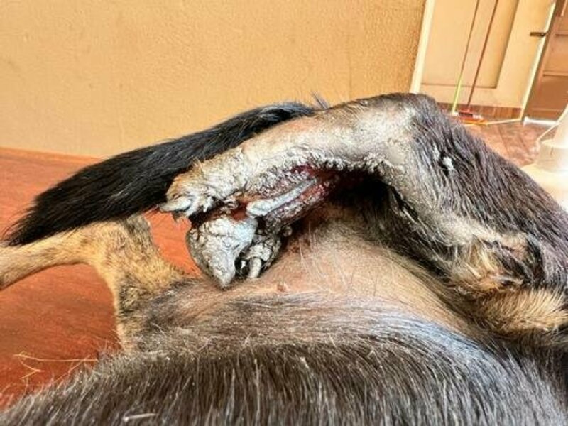 Cachorro atropelado 