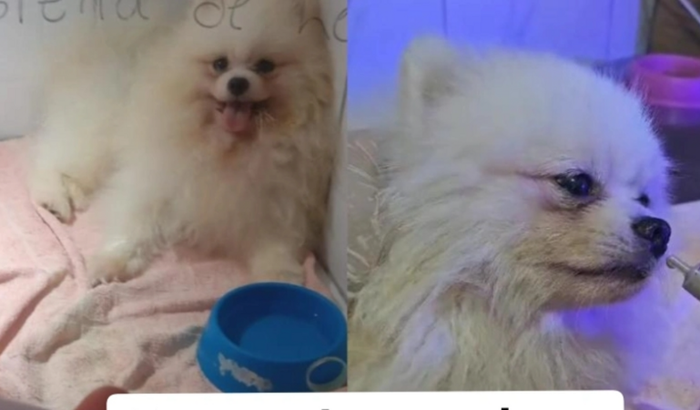 Arrecadação para receber um bolsa de sangue para um cachorro