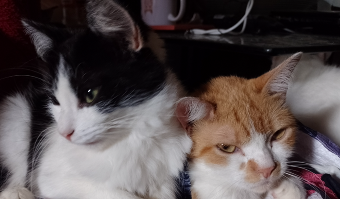 Construir um ambiente espaçoso e seguro para os pets...