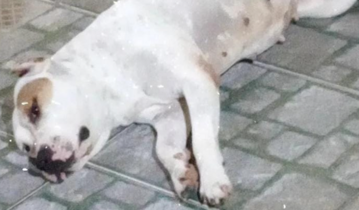 Me chamo Berenice, me ajude a operar meu joelhinho