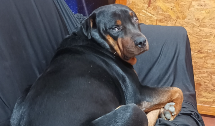 Veterinário do Batman