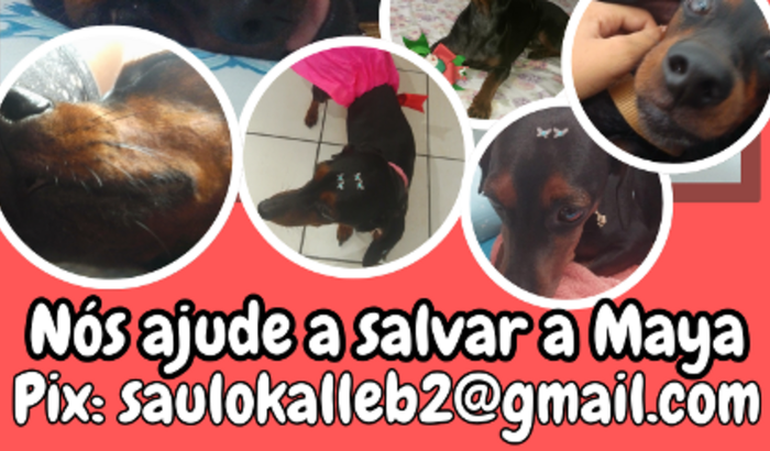 Salvar a Daschund Maya