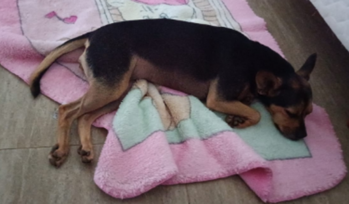 AJUDA PRA ANA LUA VOLTAR A ANDAR