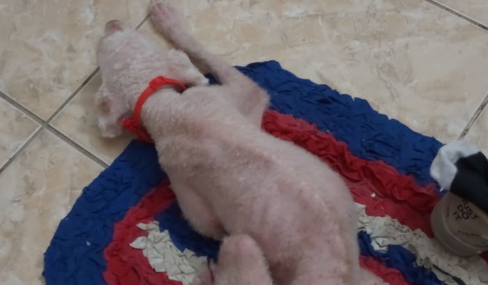 Ajude no tratamento de Leishmaniose da Luna