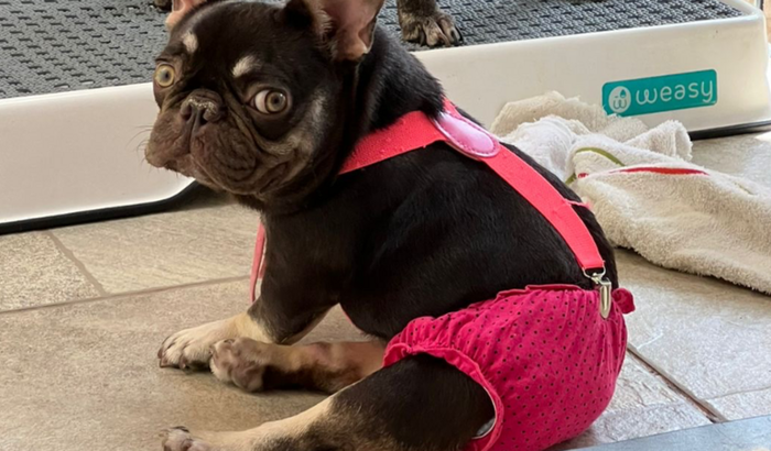 Ajuda para a Mika voltar a andar