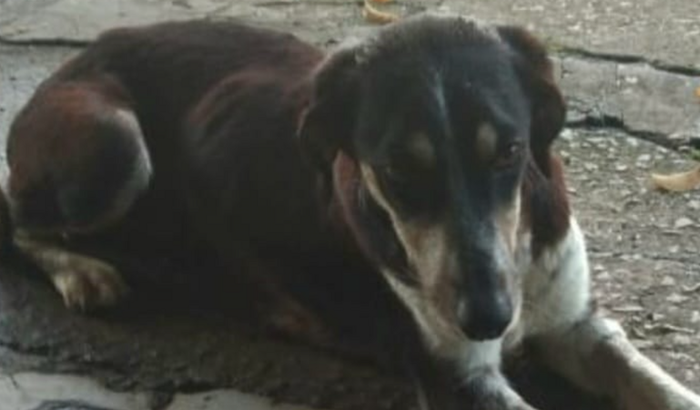 Casinha para a Perna Longa