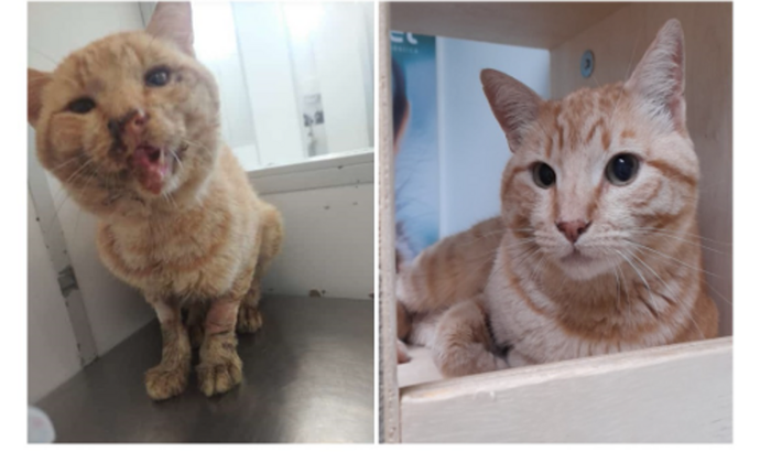 Amor e Cuidado: Sua Doação Faz a Diferença para os Animais do Nosso Abrigo!