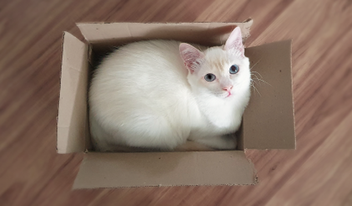 Cure a PIF do Tonton ♡