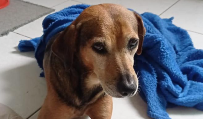 A luta pelo Marronzinho continua!