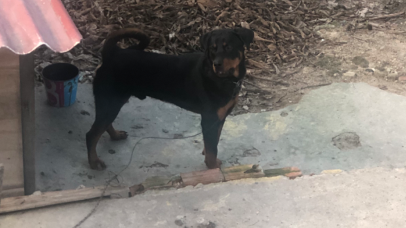 imagem da vaquinha Doação para meu cachorro