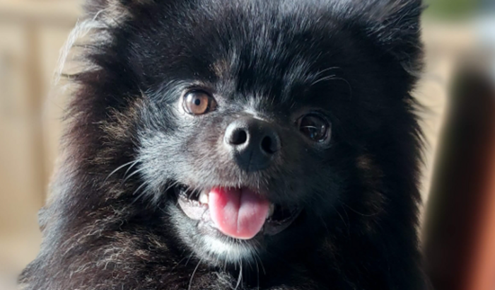 Apoie o Sirius para pagar cirurgia ortopédica e fisioterapia