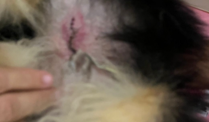 Ajuda para custear o pós cirúrgico do glockinho