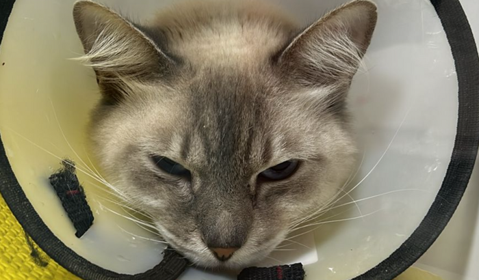 Ajude o Pompom no tratamento dos rins