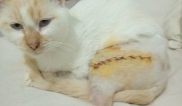 Custear cirurgia e pós cirúrgico gatinho de rua atropelado