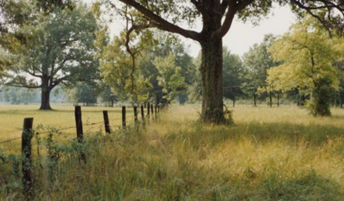 Distrito Floresta Curta