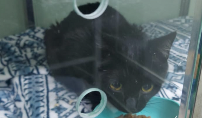 Arrecadação para arcar com os custos da clínica.