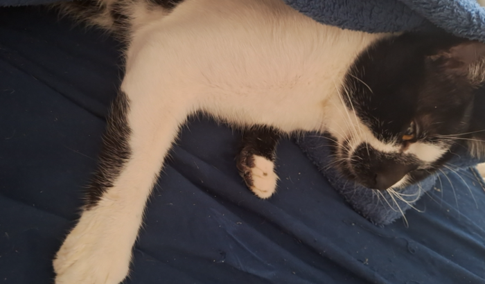 Juntos pelo meu gatinho *kira*