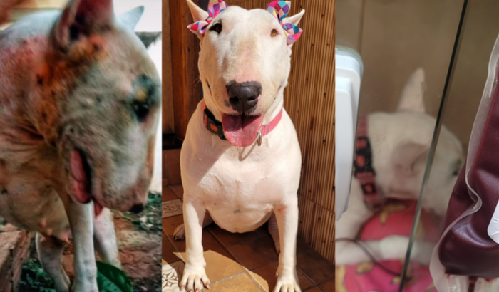 Patas dadas pela Yaffa