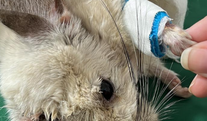 Ajude Haroldo o Chinchila