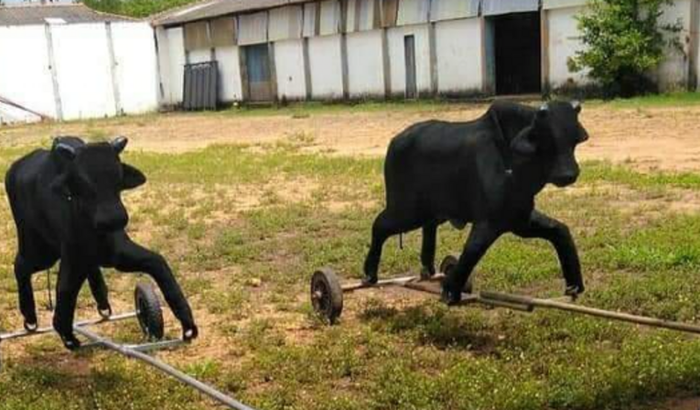 Ajuda para comprar a vaquinha 