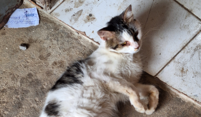 Consulta patinha do gato Dominó