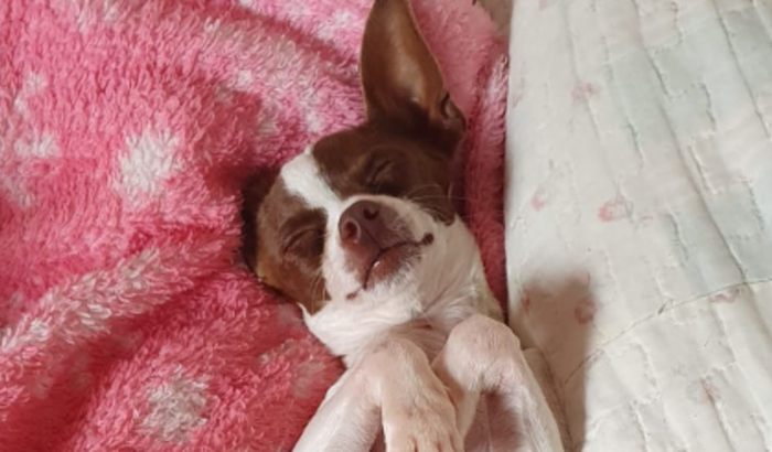 Ajude o Theo a vencer a batalha contra a Leishmaniose canina!
